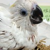 都是鳥事_鳥物交流分享