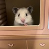 誰沒鼠吱舖 ❛◡❛✿