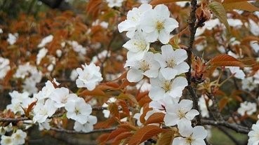 日本發現約100年來首個櫻花新品種