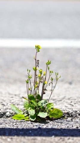 揪團去成佛