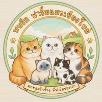 ❤️ พบรัก ฟาร์มแมวเชียงใหม่ 🐈‍⬛