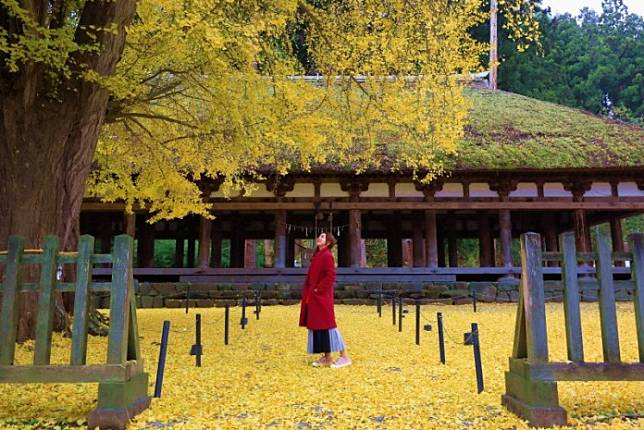 金黃銀杏灑落一季浪漫喜多方新宮熊野神社紀行 野旅行 Line Today