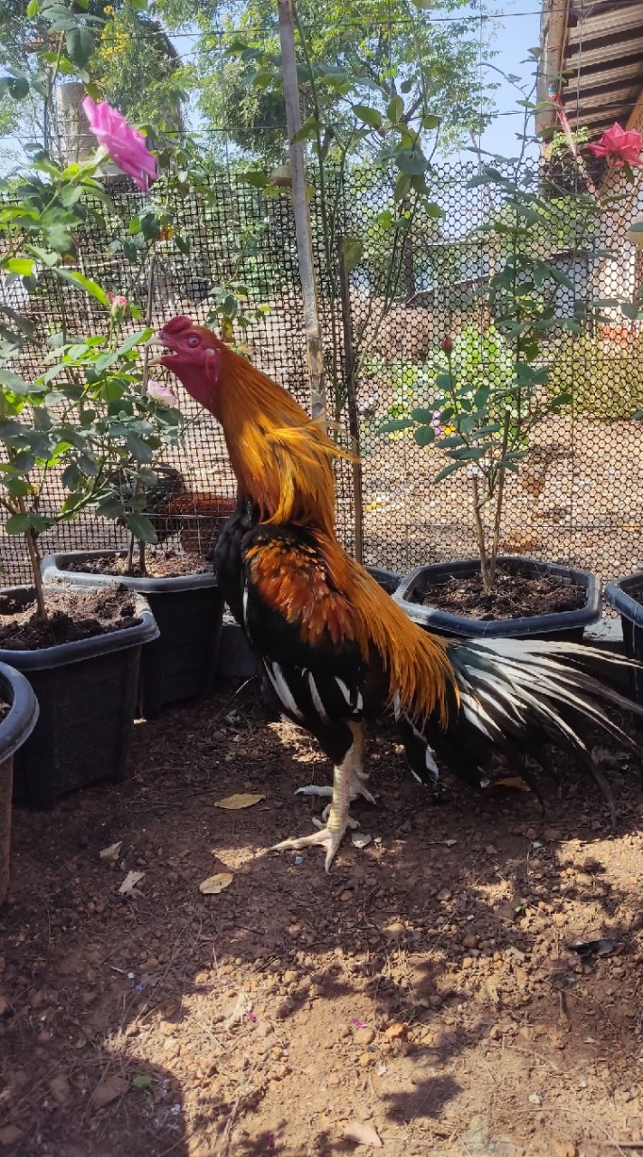 กลุ่มไก่เหลืองหางขาว ไก่ไทยสวยงามทุกสกุล