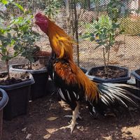 กลุ่มไก่เหลืองหางขาว ไก่ไทยสวยงามทุกสกุล