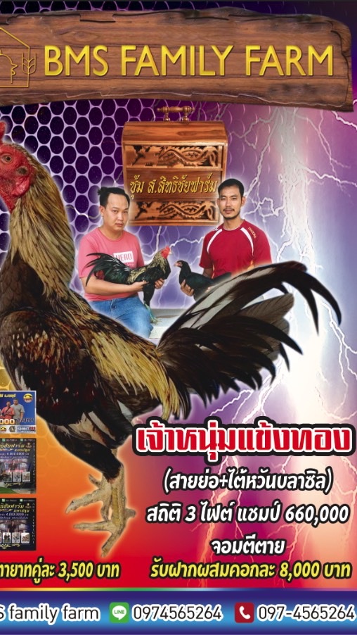 Bms farm ไก่ชน