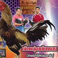 Bms farm ไก่ชน
