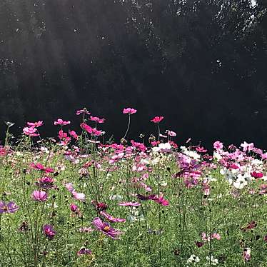 花の丘 万博記念公園 ハナノオカ バンパクキネンコウエン 千里万博公園 万博記念公園駅 公園 By Line Place