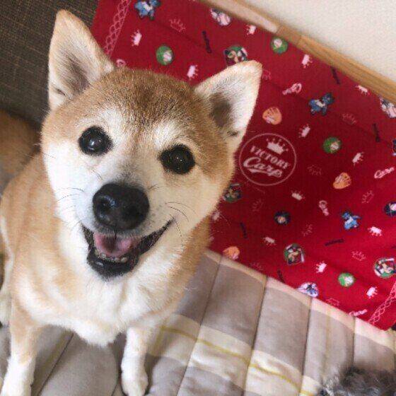 ご近所で犬の 騒音トラブル に 経験者が明かした解決法