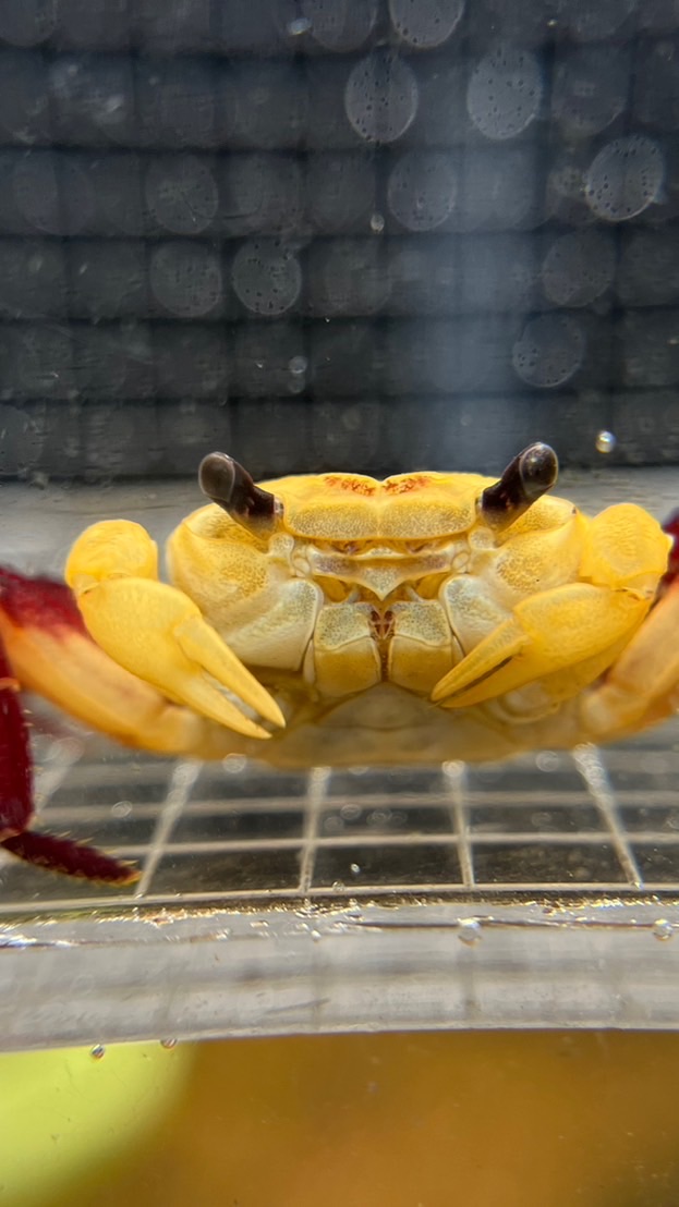 義靖水族坊