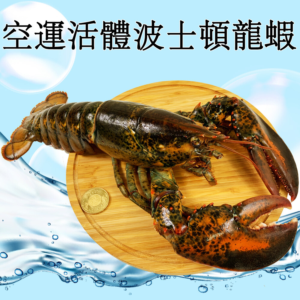 *注意* 此商品為活體立即冷凍食材，要食用前請先退冰後熟食使用 分布於大西洋的北美洲淡水水域 龍蝦肥厚飽滿的蝦肉 鮮甜美味，巨大雙鉗 肥美尾肉，攻陷您的味蕾 現貨供應 原產地：加拿大 廠商名稱：家榛貿