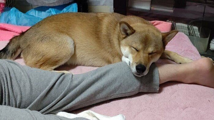 愛犬は寝る時に布団にやってくる のは何割