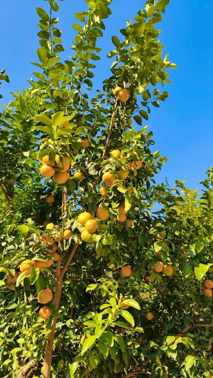 🍊圳晨果源-砂糖橘🍊