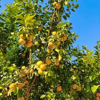 🍊圳晨果源-砂糖橘🍊