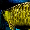 AROWANA KAR ซื้อขายแลกเปลี่ยน ปลาอโรวน่าทุกชนิดปลา