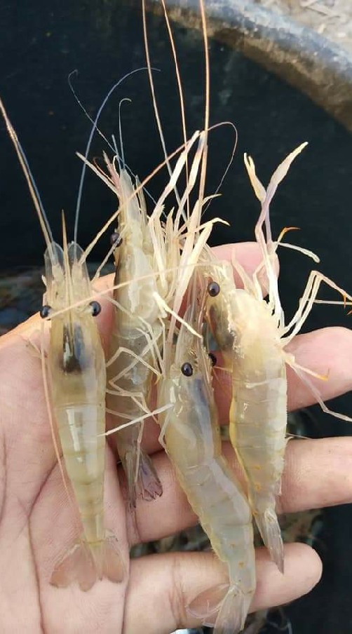 จำหน่ายกุ้ง(เจ้าของบ่อขายเอง)🦐0988855100