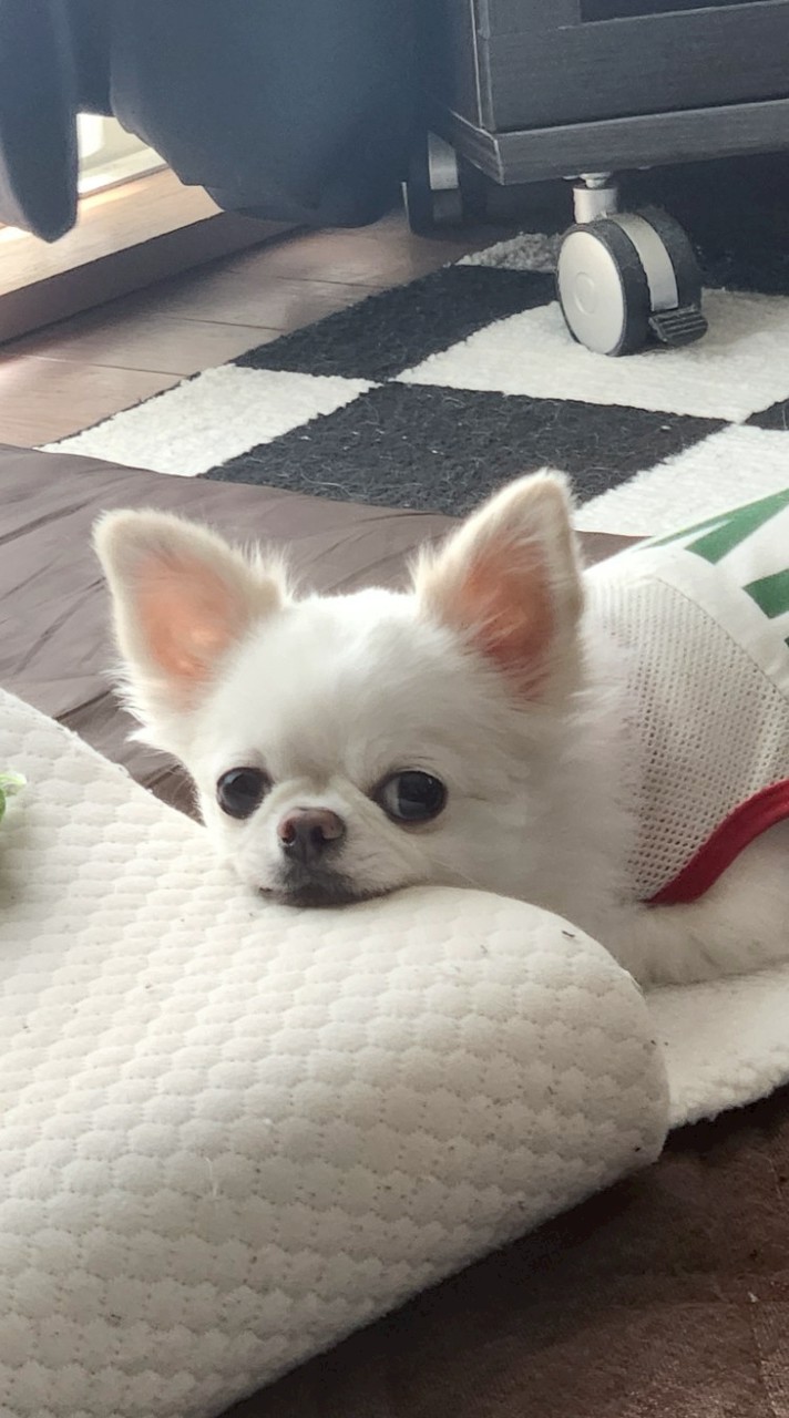 🐶にこ🐶枠オプチャ