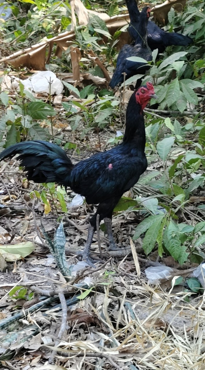 ท.ก้าวทัพ ฟาร์มปัญปุญญ์ไก่ชน