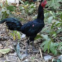 ท.ก้าวทัพ ฟาร์มปัญปุญญ์ไก่ชน
