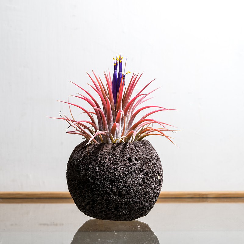 隕石星球上的精靈人-空鳳大精靈