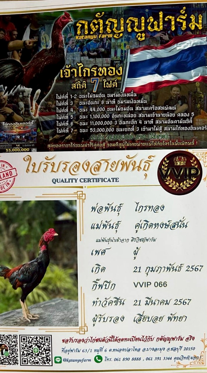 หงษ์ทอง tong001cm