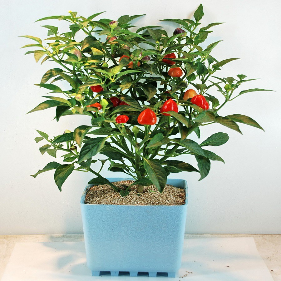 品牌：iPlant商品規格：約12*12*13.5cm商品內容：花盆*1、蓋子*1(組裝後為水盆)、保水蛭石、長效型緩釋性肥料、種子數顆、組裝說明書製造日期：印製於包裝上保存期限：2年，請依包裝為準使