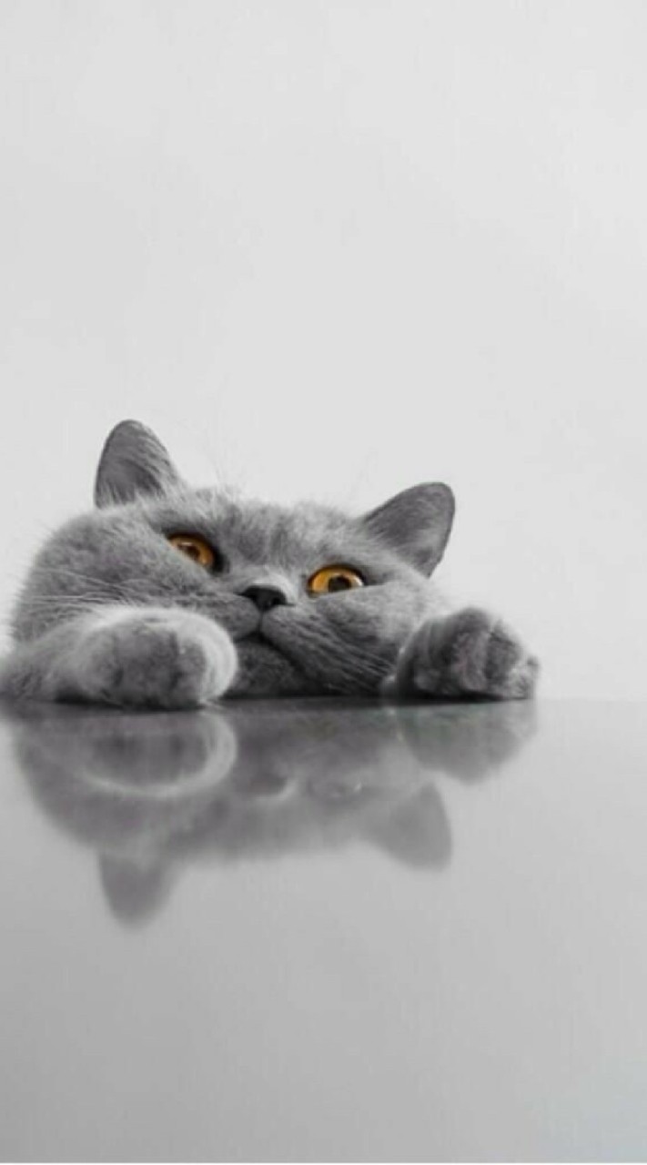 รวมบอทน้องเเมวಠ◡ಠ