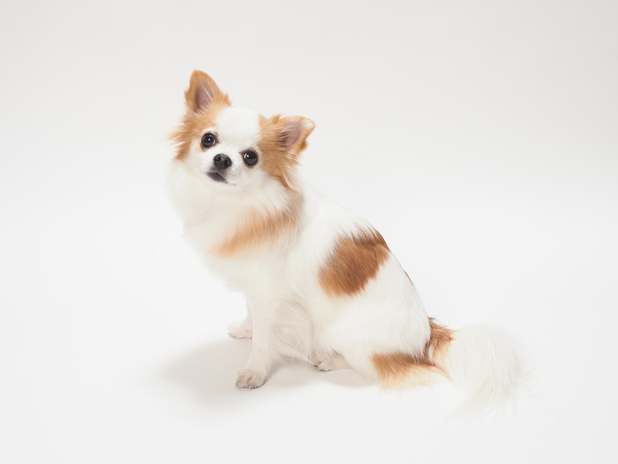 本当に飼いやすい犬種って何