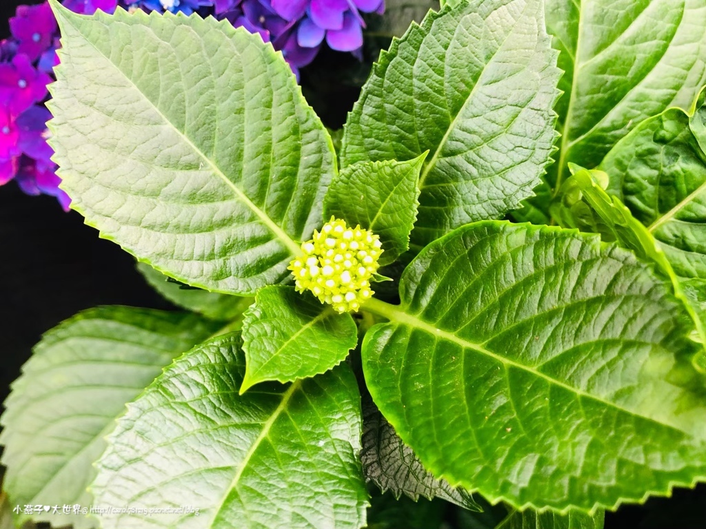 20190602乾媽天賜+繡球花+Hito_200508_0169.jpg