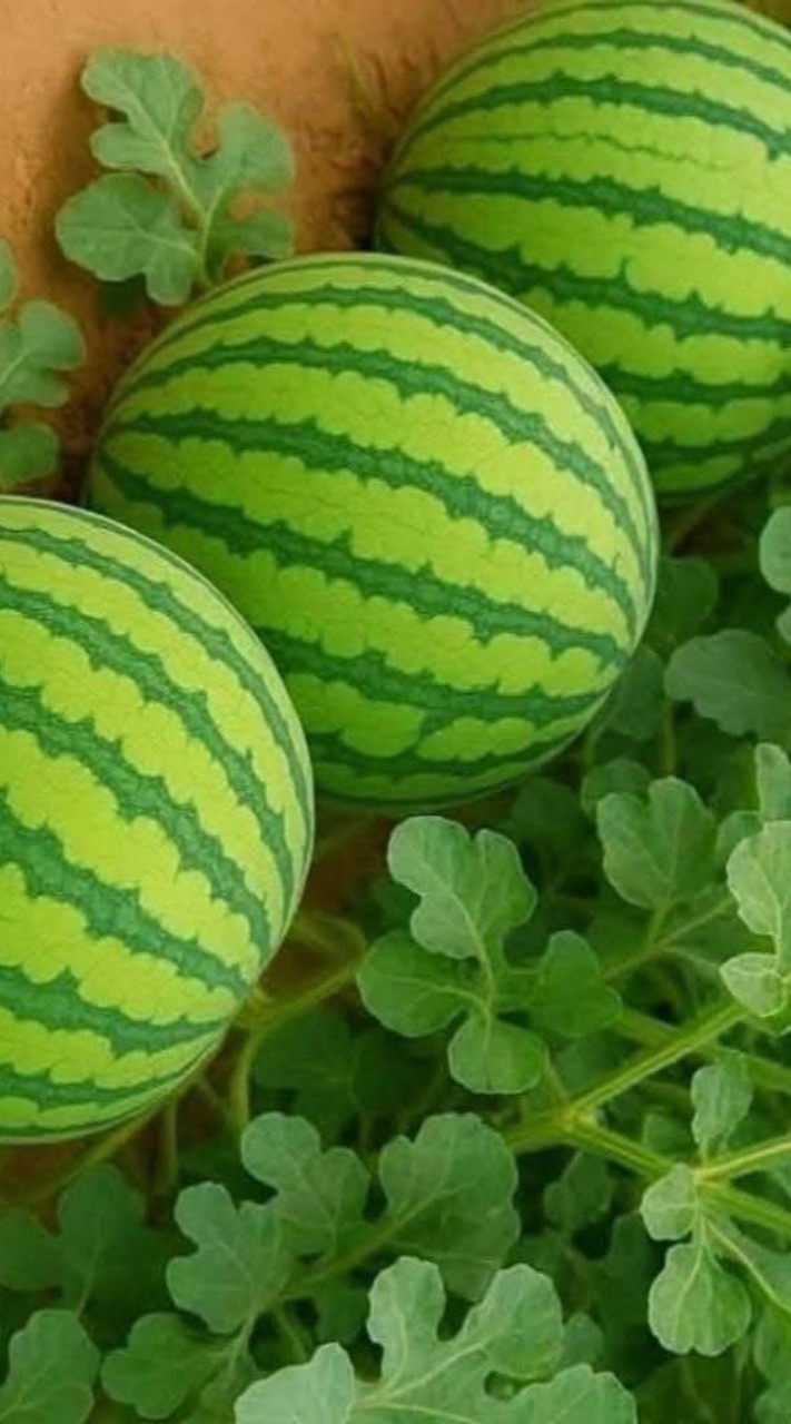 🍉小玉陳思老師