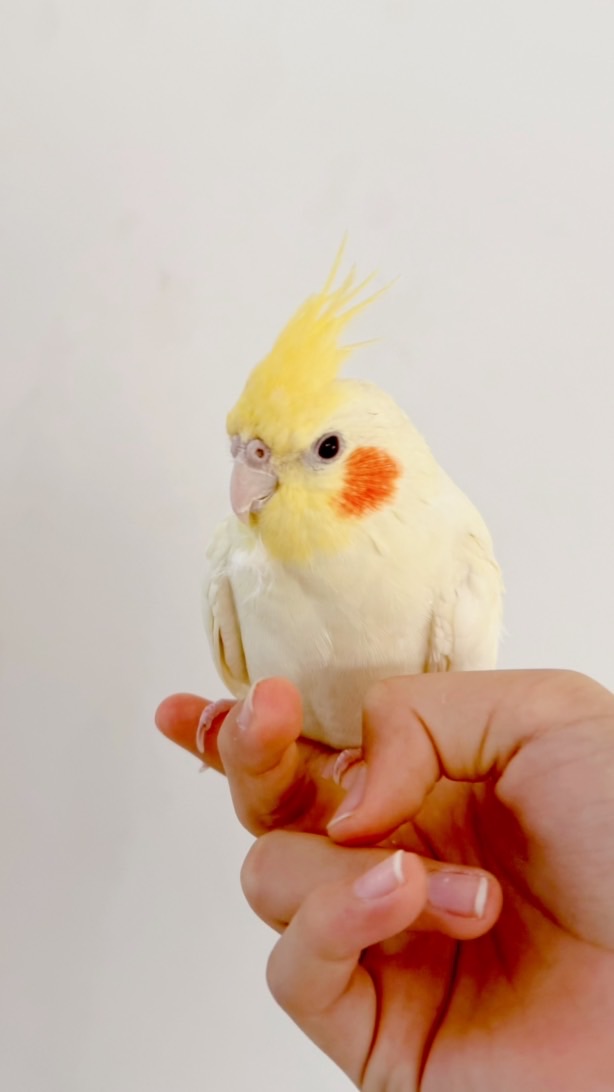 オカメインコを探しています