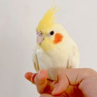 オカメインコを探しています