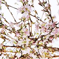大柏小学校保育クラブ父母会