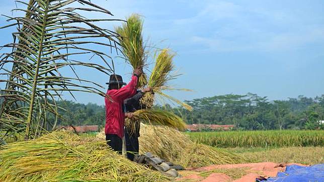 Kirab Seribu Ingkung Wujud Syukur Petani Jepara Panen Padi