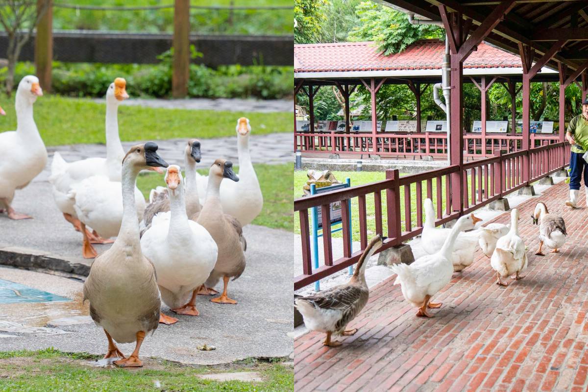 萌鵝齊步走！ 臺北市立動物園「家鵝遊行」每週一場，零距離看鵝群搖頭晃腦列隊前進 | 愛料理生活誌 | LINE TODAY