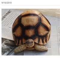 寵物交流/鳥/龜/兔/貓/狗/蜥蜴/鸚鵡/蛇/龍貓/守宮/鼠/魚/蝦/猛禽/狐獴/鱷魚