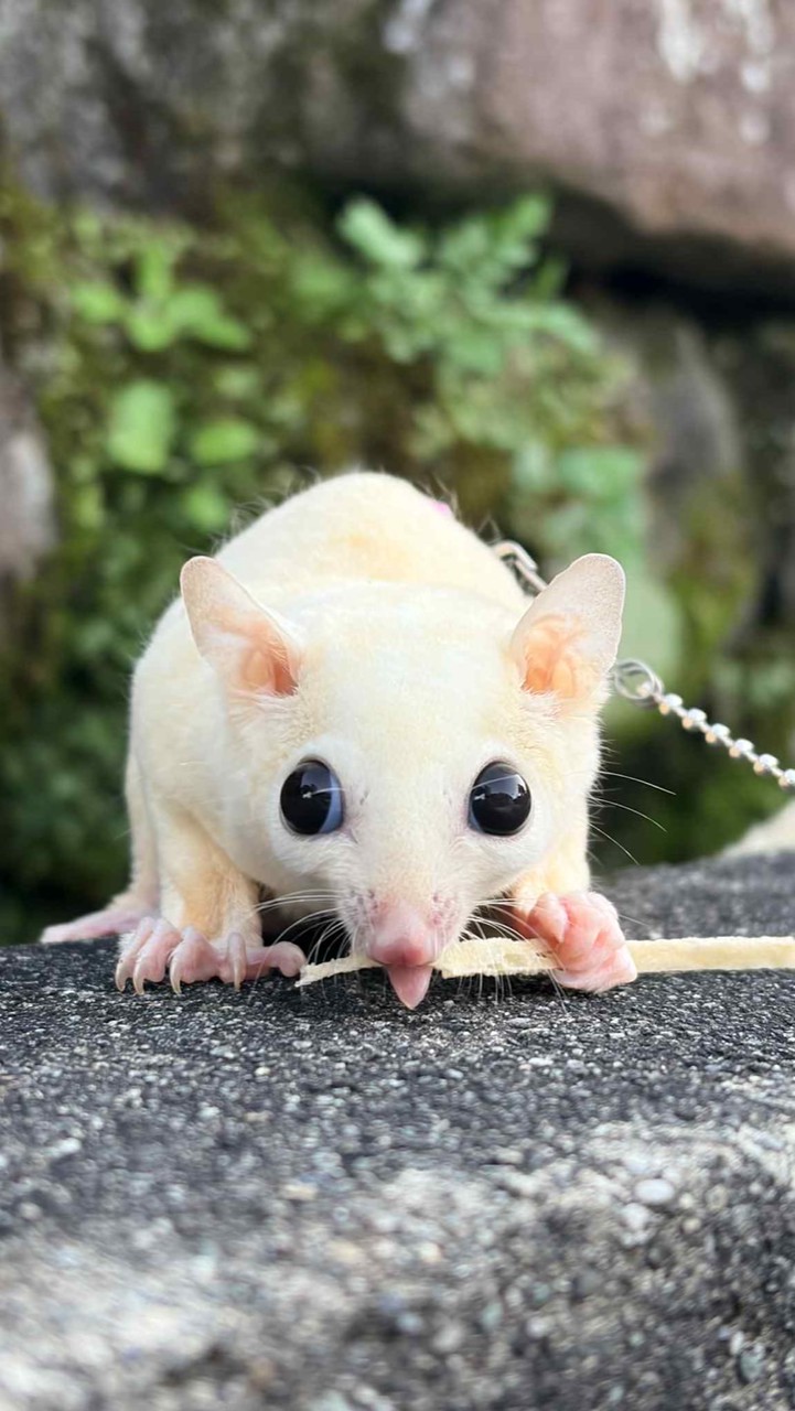 蜜袋鼯