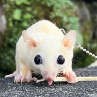 蜜袋鼯