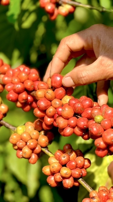 ชาวสวนกาแฟ เนสท์เล่