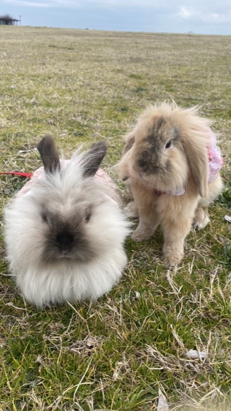 🍀うさぎ交流・全国部屋🐰👫🍀