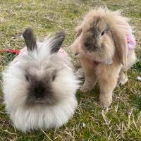 🍀うさぎ交流・全国部屋🐰👫🍀