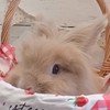 🍀うさぎ交流会・雑談部屋(全国)🐰👫🍀