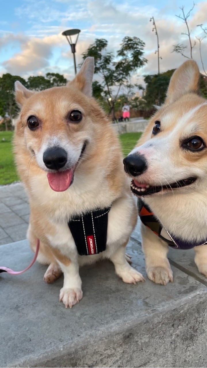｜🐶POKI寵物小舖🐈｜寵物用品｜飼料｜罐頭
