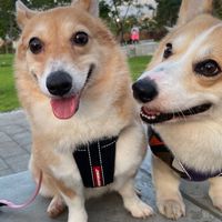 ｜🐶POKI寵物小舖🐈｜寵物用品｜飼料｜罐頭