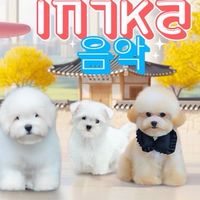 สุนัขนำเข้าเกาหลี 🇰🇷byHero’spom