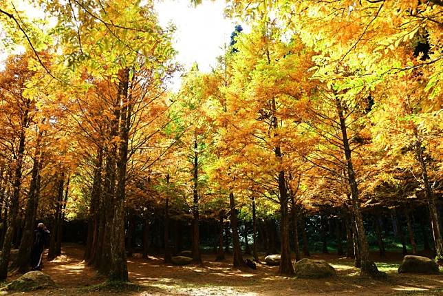 ▲圖片來源：愛上杉林溪fb