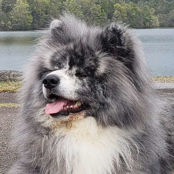 犬が一緒にいたくなる人 ってどんな人