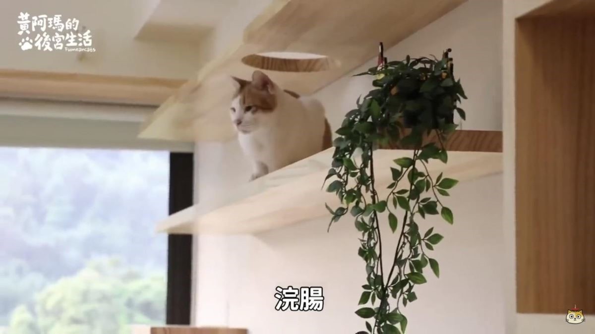 網路人氣貓咪黃阿瑪與6隻貓咪(三腳、嚕嚕、招弟、Socl