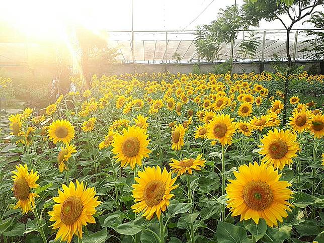 5 Kebun Bunga  Matahari  Paling Indah di  Indonesia Cantik 