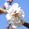島根大学写真部〜2026年度入学生歓迎〜