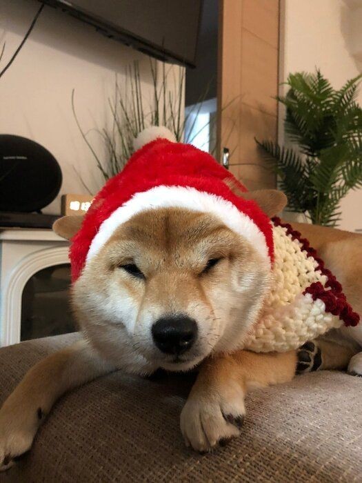 愛犬がストーブの前から離れない これって大丈夫